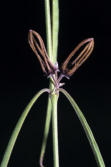 Ceropegia gracilior