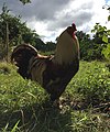 File:Backyard chickens Brahma Blue and Bantam.jpg - Wikipedia