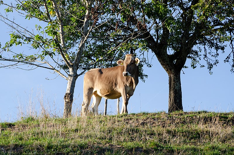 File:Braunvieh in Bavaria (3).jpg