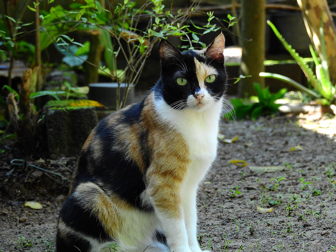 Calico kedisi