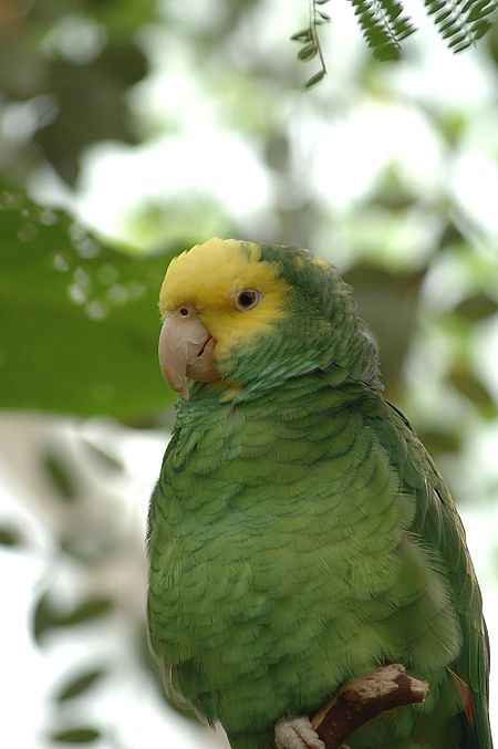 Tập_tin:Buberel_green_parrot.jpg