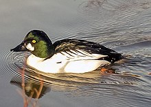 The Common Goldeneye, a diving duck, lives on fish Bucephala clangula.jpg