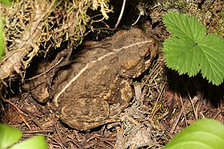 Western toad species of amphibian