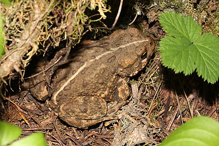 Anaxyrus boreas