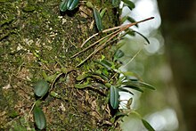 Bulbophyllum albociliatum var. albociliatum (34276000151) .jpg