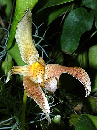 <i>Bulbophyllum lobbii</i> Species of orchid