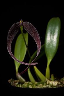 Bulbophyllum potamophilum Schltr., Repert. Spec. Noyabr Regni Veg. Beih. 1 780 (1913) (27887919927) .jpg