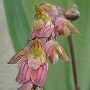 Bulbophyllum rigidum