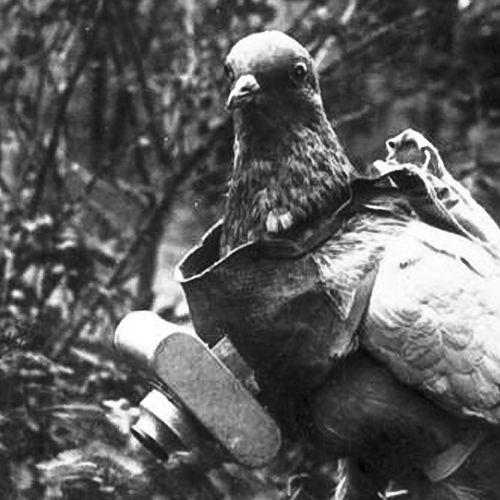 Pigeon with German miniature camera, during the First World War