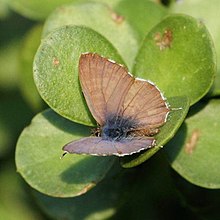 Буш қола Cacyreus lingeus 2012 05 14 12 28 41 9977.jpg