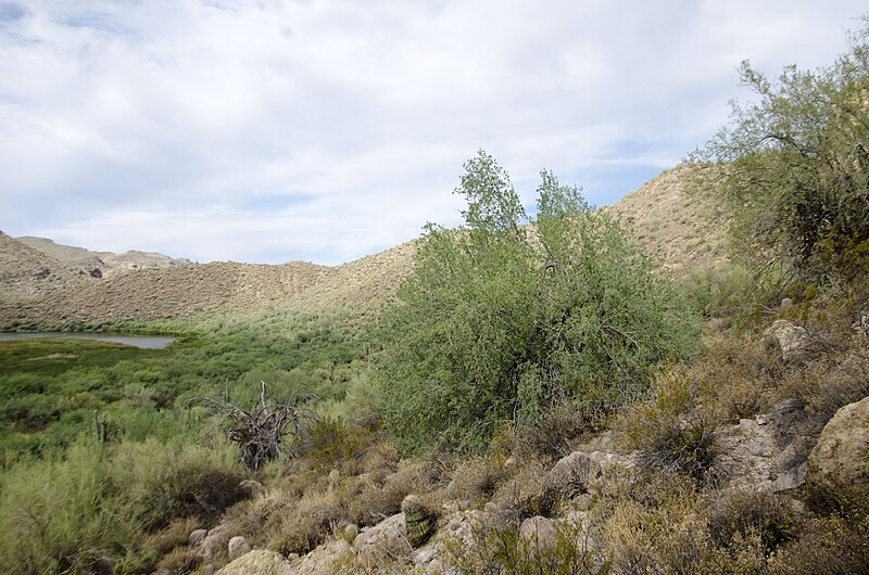 File:Butcher Jones Trail to Pinter's Point Loop, Tonto National Park, Saguaro Lake, Ft. McDowell, AZ - panoramio (94).jpg