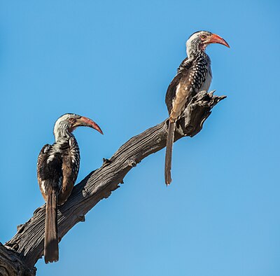 A couple of Southern red-billed hornbills (Tockus rufirostris), Makgadikgadi Pans National Park, Botswana.