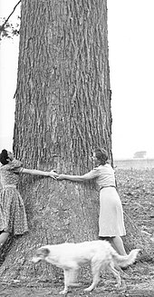 A gigantic pecan tree in Oklahoma