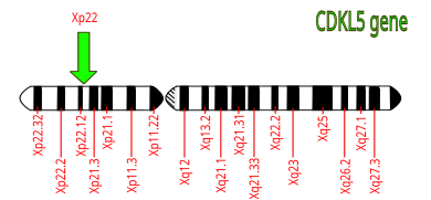 CDKL5 w chromosomie X