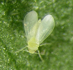 Bộ sưu tập Côn trùng - Page 10 250px-CSIRO_ScienceImage_1357_An_adult_silverleaf_whitefly_Bemisia_tabaci_biotype_B