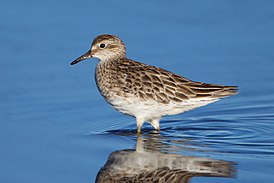 Calidris acuminata - Hexham Swamp.jpg