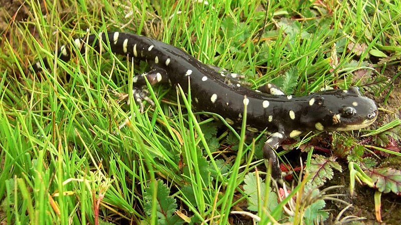 File:California tiger salamander ambystoma californiense.jpg