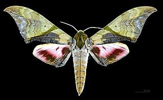 <i>Callambulyx rubricosa</i> species of insect