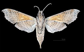 Female ventral (coll.MHNT)