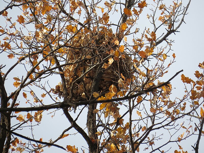 File:Callosciurus erythraeus 92302904.jpg