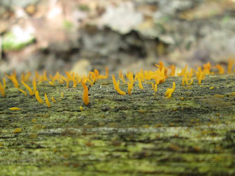 File:Calocera cornea (Batsch) Fr. (15595702799).jpg