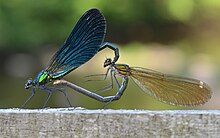 Mating Calopteryx virgo copulating.jpg