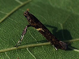 Caloptilia jurateae