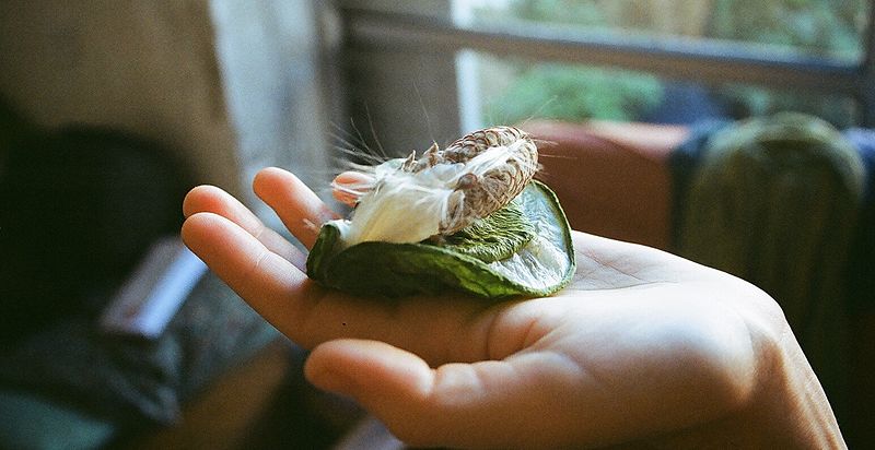 File:Calotropis procera - dried fruit.JPG