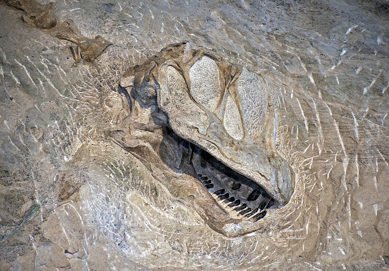 File:Camarasaurus lentus (sauropod dinosaur) (Morrison Formation, Upper Jurassic; Carnegie Quarry, Dinosaur National Monument, Utah, USA) 10 (48695913788).jpg