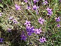 Campanula lusitanica