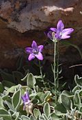 Campanula stricta.jpg