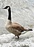 Canada Goose -Branta canadensis.JPG