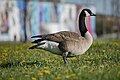 * Nomination Canada Goose at Downsview Park --Fabian Roudra Baroi 03:58, 12 August 2023 (UTC) * Promotion  Support Good quality.--Agnes Monkelbaan 04:17, 12 August 2023 (UTC)