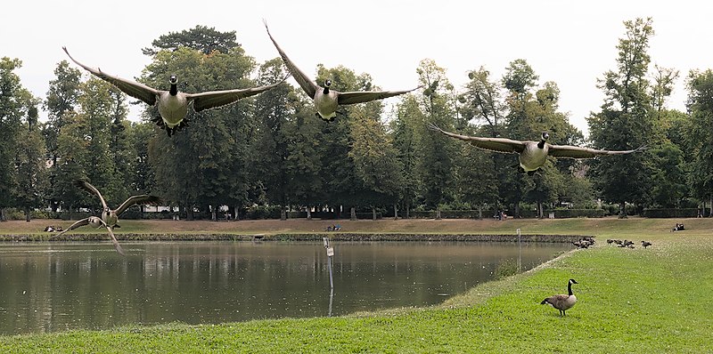 File:Canadian geese flying from Le Rondeau, Rambouillet (DSC 7090).jpg