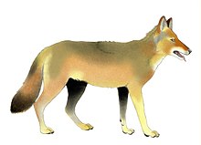 Canis arnensis restoration.jpg