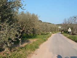 A Canosa Olive Grove