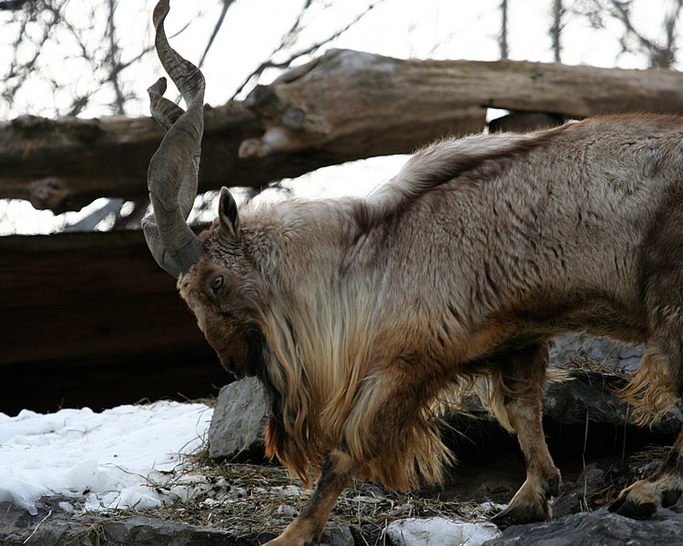 File:Capra falconeri 2 - Syracuse Zoo.jpg