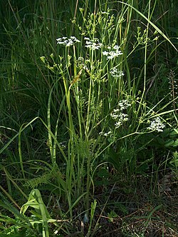 Pļavas ķimene (Carum carvi)