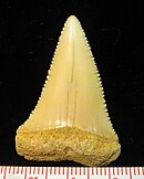 žraločí zub ve tvaru trojúhelníku s vroubkovanými okraji