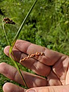 Carex davisii imported from iNaturalist photo 20635236 on 5 July 2019.jpg