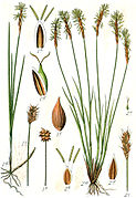 Carex dioica Sturm22.jpg