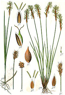 Ботаническая иллюстрация Якоба Штурма из книги Deutschlands Flora in Abbildungen, 17962 — Carex davalliana