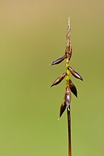 Carex pulicaris