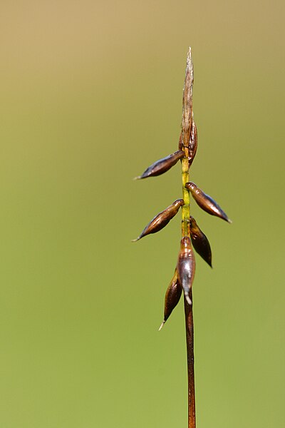 File:Carex pulicaris 2437M.jpg