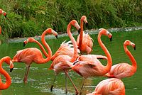 American flamingo Caribbean flamingo.jpg