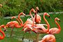 Caribbean flamingo.jpg