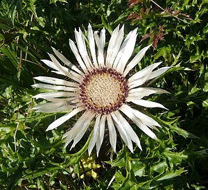 Cardo prateado (Carlina acaulis subsp. Acaulis)