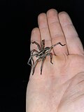 Thumbnail for File:Carolina wolf spider Hogna carolininsis.jpg