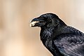 * Nomination Carrion crow (Corvus corone) --Alexis Lours 00:03, 26 March 2022 (UTC) * Promotion  Support Good quality. --Steindy 00:34, 26 March 2022 (UTC)