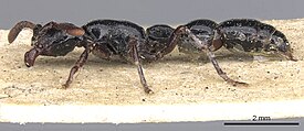 Cerapachys antennatus